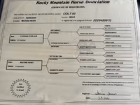 Caballo, Rocky Mountain Horse — foto 5