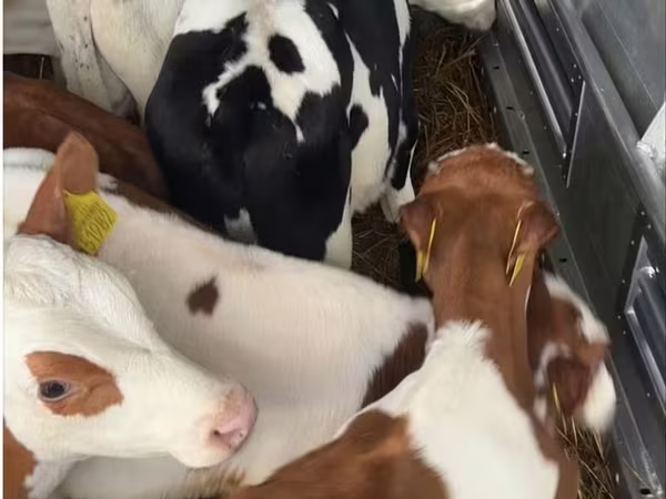 Bou, Simmental cattle