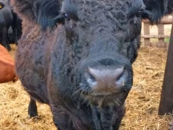 Touro, Vaca Galloway