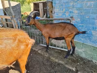 Capră, Alpine goat — foto 2