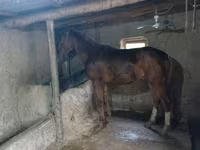 At, Thoroughbred horse — foto 1