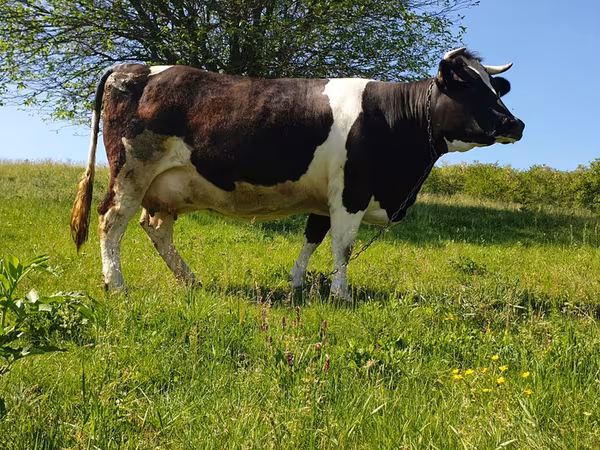 公牛, Holstein breed — 摩尔多瓦