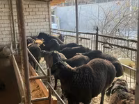 Brebis, Moutons — photo 4