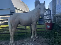 घोड़ा, Palomino — फ़ोटो 2
