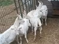 Dişi keçi, Saanen goat — foto 1