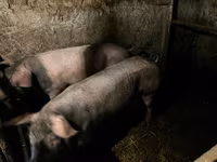 母猪, Pigs — 照片 2