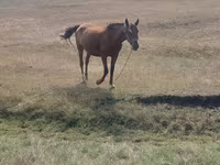 Égua, Cavalos — foto 3