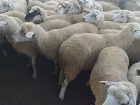 भेड़, भेड़ — फ़ोटो 2