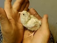 एडलर सिल्वर — फ़ोटो 1