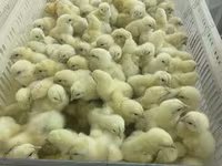Chickens — Foto 6