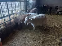 Echki, Alpine goat — 1-rasm