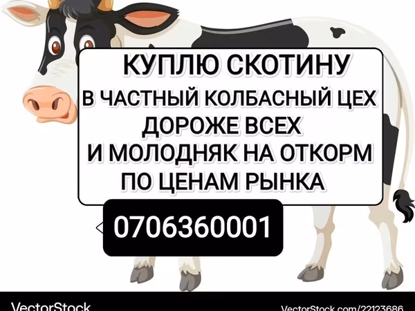 Bou, Bovine