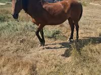 Égua, Cavalos — foto 5
