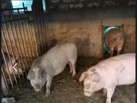 Boar, Pigs — photo 3