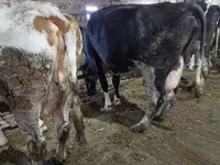 Vacă, Bovine — foto 3