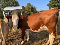 Vache, Montbéliarde — photo 2