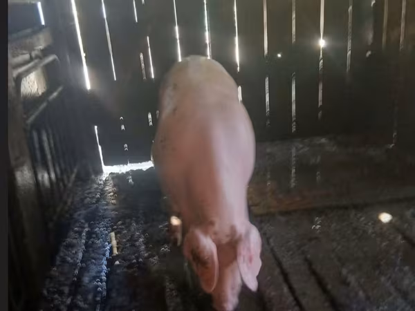 Vier, Porci — Republica Moldova