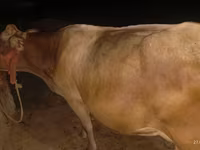 Sigir, Ukrainian Brown Dairy Cattle — 3-rasm