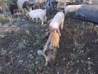 خنزير ذكر, الخنازير — الصورة 4