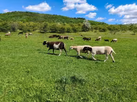 Oveja, Dorper sheep — foto 2