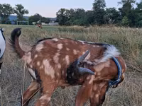 Țap, Nubian Goat — foto 3