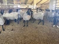 نعجة, Romanov sheep — الصورة 2