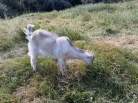 عنزة, LaMancha goats — الصورة 5