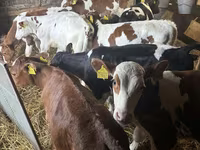 Bou, Simmental cattle — foto 3