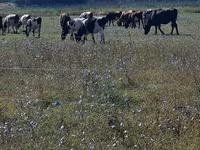 公牛, Cattle — 照片 4