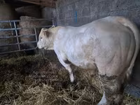 सांड, Charolais cattle — फ़ोटो 2
