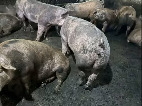 Scroafă, Porci