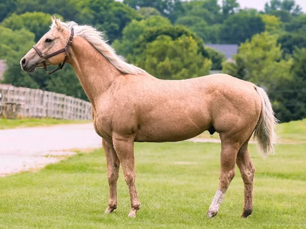 At, Quarter Horse