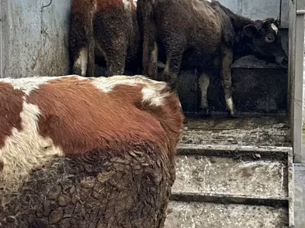 Kuh, Rinder