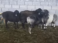 Brebis, Tian-Shan semifinewool sheep — photo 6