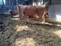 Kuh, Limousin-Kuh — Foto 7