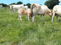 Taureau, Blonde d’Aquitane cattle — photo 4