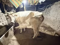 Kuh, Ukrainian Brown Dairy Cattle — Foto 2