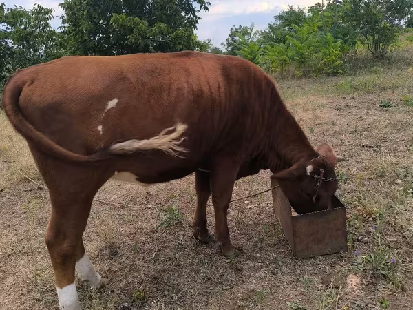 Cow, Cattle — Moldova