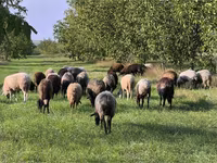 Schaf, Schafe — Foto 2
