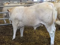 Bou, Blonde d’Aquitane cattle — foto 2