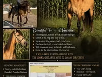 घोड़ा, Rocky Mountain Horse — फ़ोटो 1