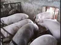 Boar, Pigs — photo 4