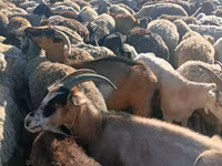 Schaf, Schafe — Foto 2
