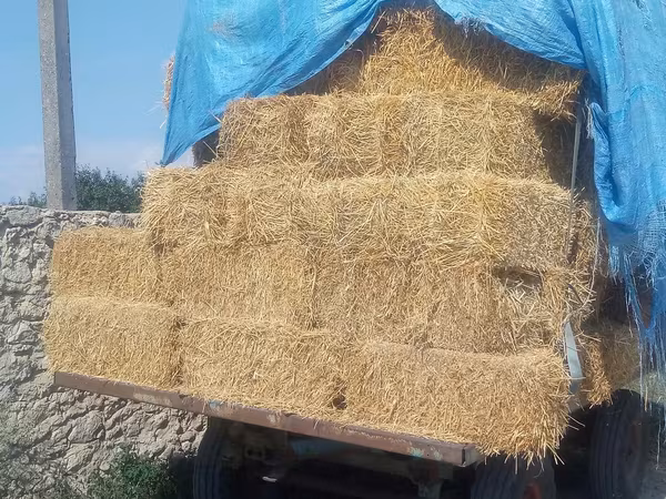 Paie de grîu tiucuri baloți