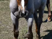 Jument, Quarter Horse — photo 5