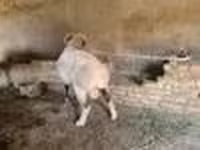 كبش, Rhon sheep — الصورة 8