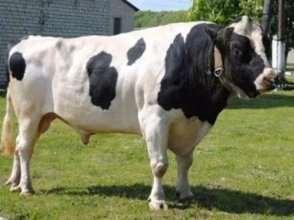 Taureau, Race Holstein