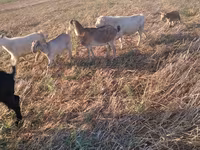 Boucs, Chèvres — photo 3