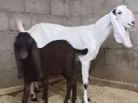 Cabra, Kamori goats — foto 2