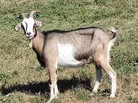 Capră, Nubian Goat — foto 4